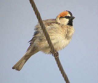 Saxaul sparrow Oriental Bird Club Image Database Saxaul Sparrow Passer ammodendri