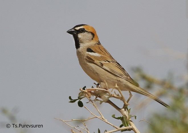 Saxaul sparrow Oriental Bird Club Image Database Saxaul Sparrow Passer ammodendri