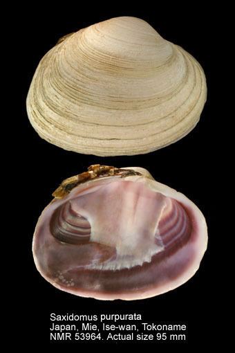 Saxidomus HomeNATURAL HISTORY MUSEUM ROTTERDAM Mollusca Bivalvia
