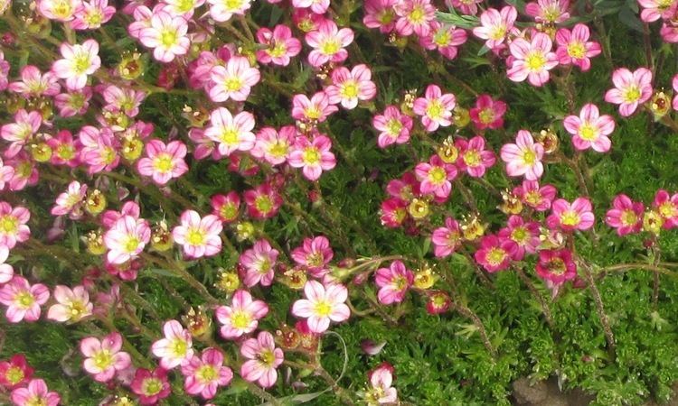 Saxifraga × arendsi Saxifraga arendsii Pixie