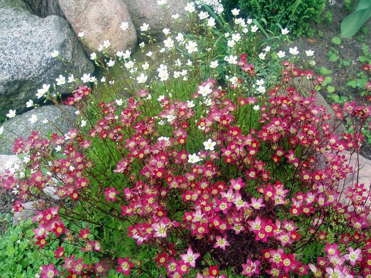 Saxifraga × arendsi Saxifraga arendsii Maria Slominski Flickr