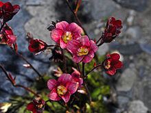 Saxifraga × arendsi httpsuploadwikimediaorgwikipediacommonsthu