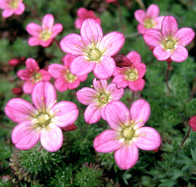 Saxifraga × arendsi Saxifraga arendsii hybrid