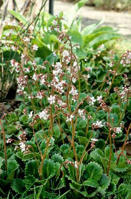 Saxifraga × urbium Saxifraga x urbium 11 London prideRHS Gardening