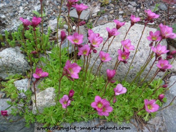 Saxifraga Saxifraga fragile yet tough alpine plant