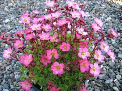 Saxifraga Pixie