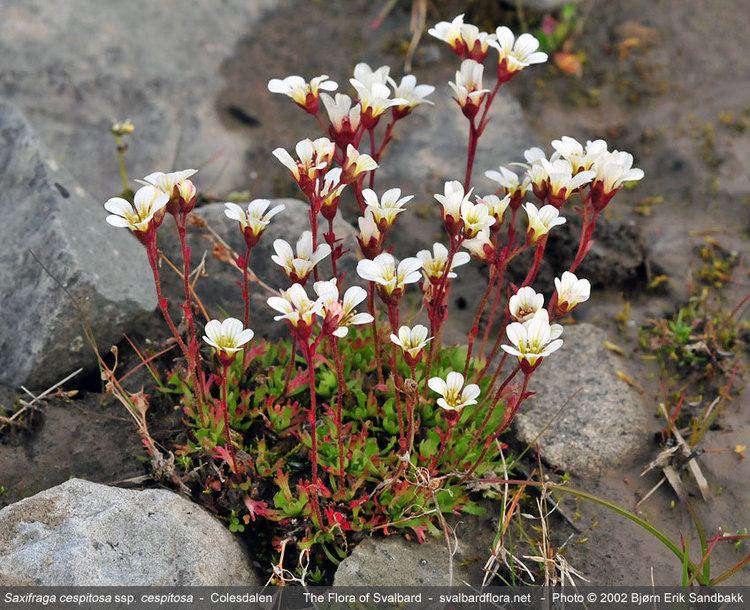 Saxifraga cespitosa Saxifraga cespitosa The Flora of Svalbard