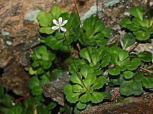 Saxifraga cuneifolia httpsuploadwikimediaorgwikipediacommonsthu