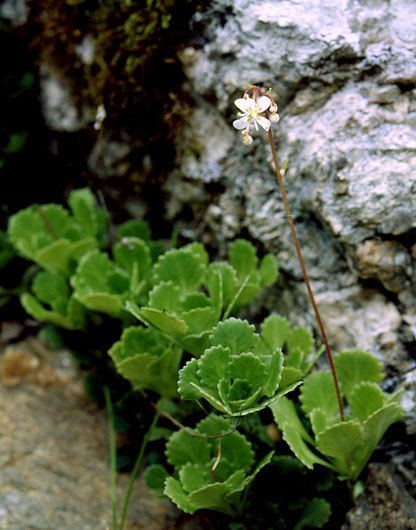 Saxifraga cuneifolia Explore SaxBase Saxifraga cuneifolia ssp robusta