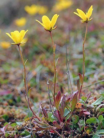 Saxifraga hirculus Saxifraga hirculus ssp compacta The Flora of Svalbard
