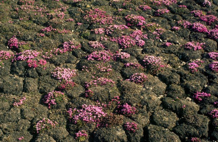 Saxifraga oppositifolia Flora of the Canadian Arctic Archipelago Saxifraga oppositifolia L