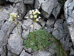 Saxifraga paniculata Saxifraga paniculata Wikipedia la enciclopedia libre