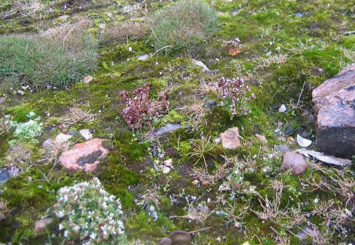 Saxifraga rivularis Flora of the Canadian Arctic Archipelago Saxifraga rivularis L