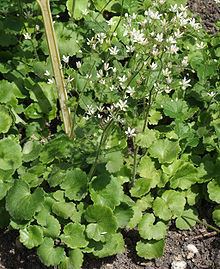 Saxifraga rotundifolia httpsuploadwikimediaorgwikipediacommonsthu