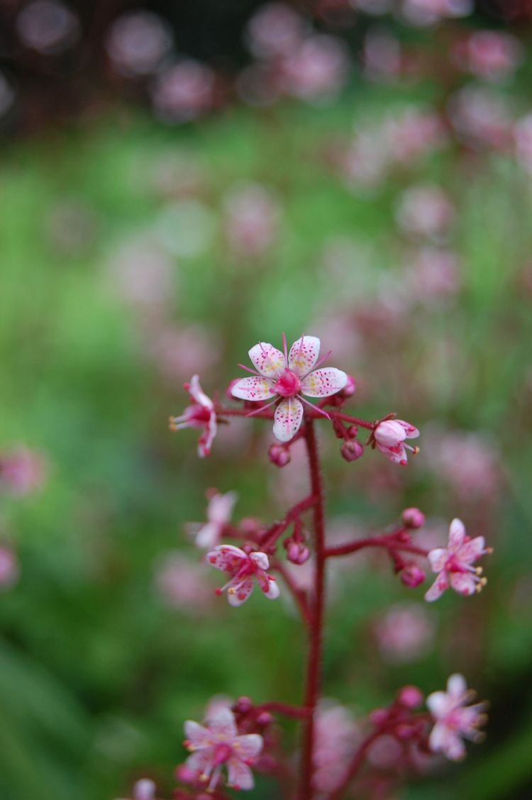 Saxifraga spathularis Saxifraga spathularis landscape architect39s pages