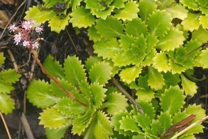 Saxifraga spathularis Wildflower St Patrick39scabbage Irish Wild Flora Wildflowers of Ireland
