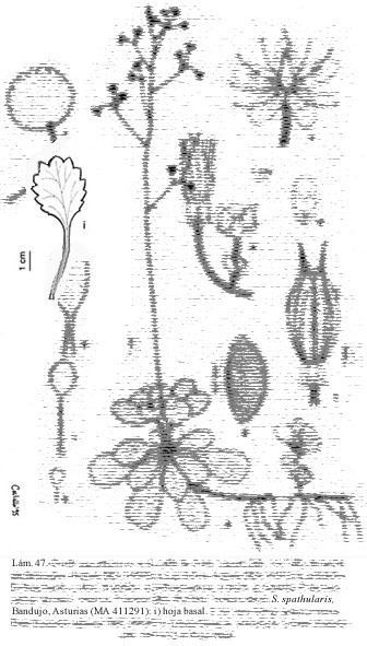 Saxifraga spathularis httpswwwfloravascularcomplantasanthosSaxif