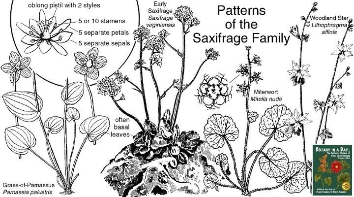 Saxifragaceae Saxifragaceae Saxifrage Family Identify plants and flowers