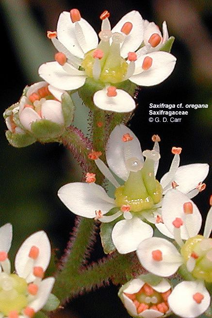Saxifragaceae Flowering Plant Families UH Botany
