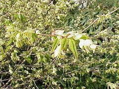 Saxifragales httpsuploadwikimediaorgwikipediacommonsthu