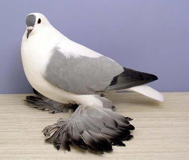 Saxon Fairy Swallow pigeon Saxon Fairy Swallow Pigeon pigeons Pinterest Beautiful The