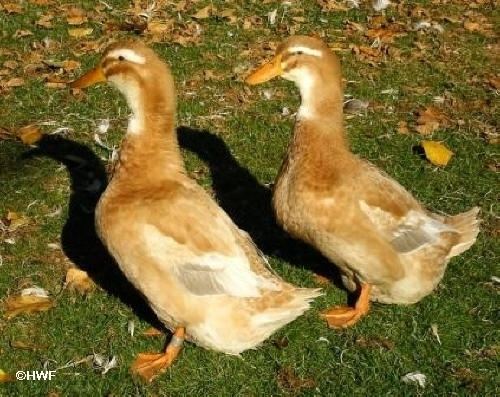 Saxony duck saxony ducks