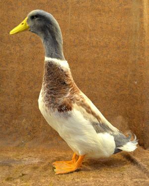 Saxony duck The Livestock Conservancy