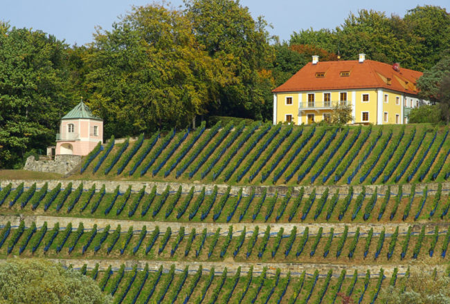 Saxony (wine region) wwwthemoderngentlemandewpcontentuploads2014