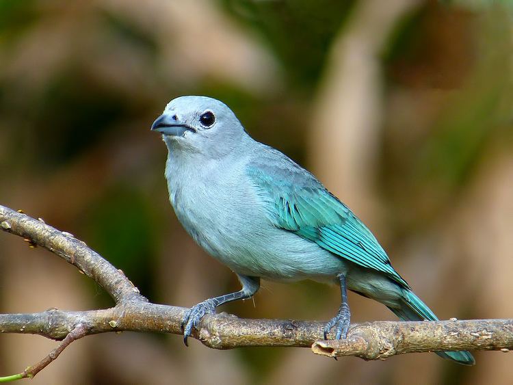 Sayaca tanager SanhauCinzento Sayaca Tanager Thraupis sayaca Flickr