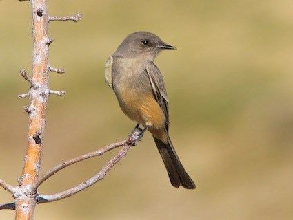 Say's phoebe Say39s Phoebe Identification All About Birds Cornell Lab of