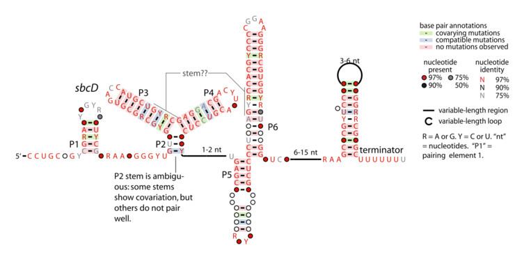 SbcD RNA motif