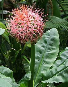 Scadoxus cinnabarinus httpsuploadwikimediaorgwikipediacommonsthu