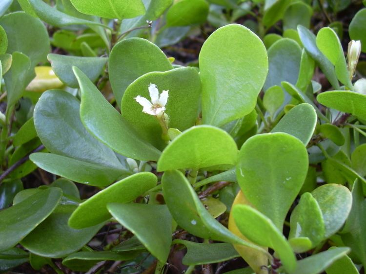 Scaevola coriacea - Alchetron, The Free Social Encyclopedia