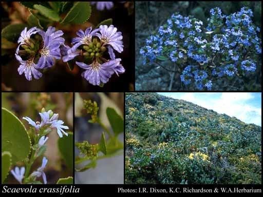 Scaevola crassifolia Scaevola crassifolia Labill FloraBase Flora of Western Australia