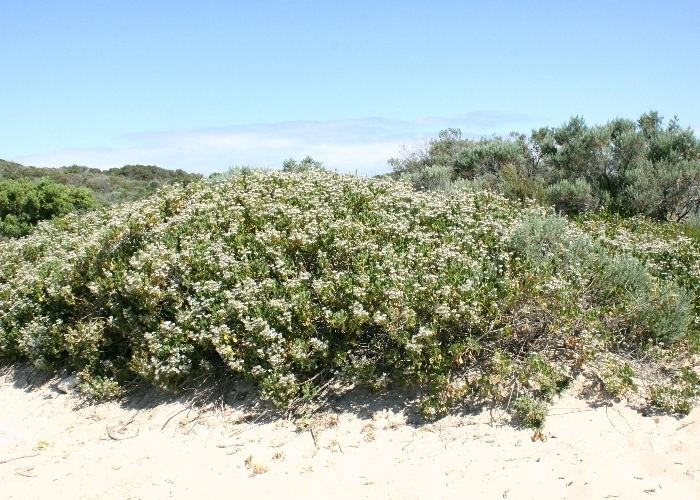 Scaevola crassifolia Australian Plants Goodeniaceae