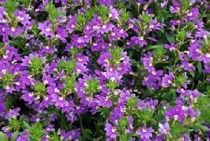 Scaevola (plant) Sabellico Greenhouses amp Florist Local Grower of Annuals Perennials