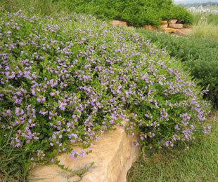 Scaevola (plant) PURPLE FUSION Scaevola is a groundcover plant with an abundance of