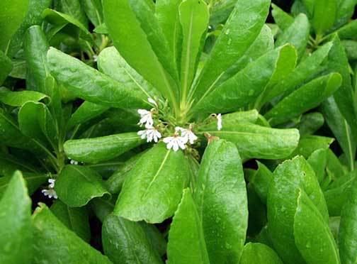 Scaevola taccada Scaevola taccada naupaka kahakai beach naupaka Higher Plants and