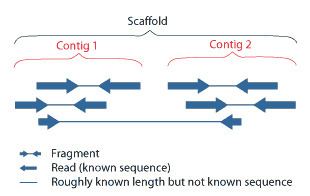 Scaffolding (bioinformatics)