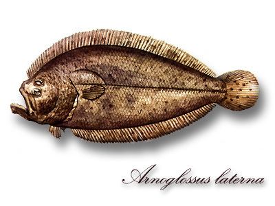 Scaldfish Kambalka thl Arnoglossus laterna Scaldfish Mosk ryby
