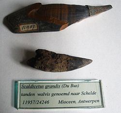 Scaldicetus httpsuploadwikimediaorgwikipediacommonsthu