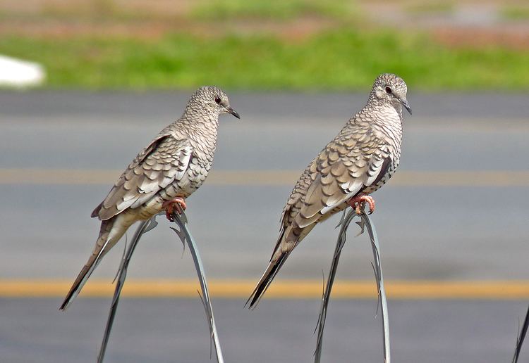 Scaled dove Scaled Dove Scardafella squammata couple The Scaled Do Flickr