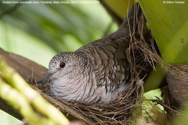 Scaled dove Scaled Dove Columbina Scardafella squammata