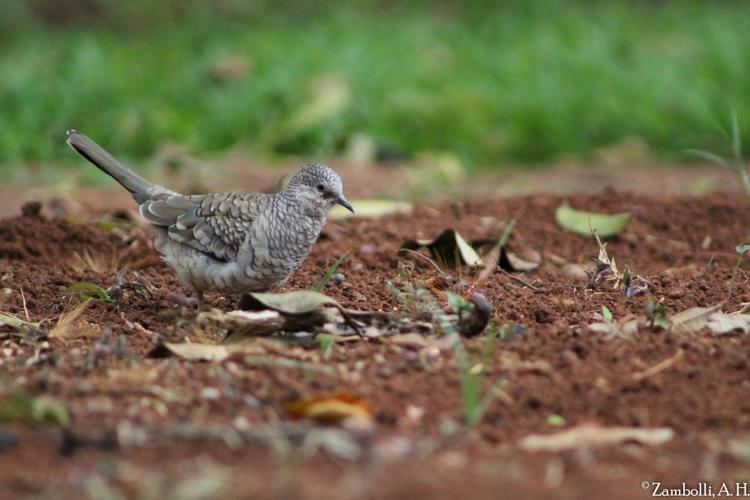 Scaled dove Scaled Dove Columbina squammata videos photos and sound