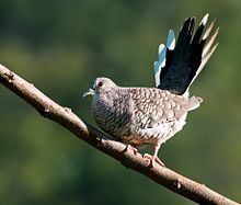 Scaled dove httpsuploadwikimediaorgwikipediacommonsthu