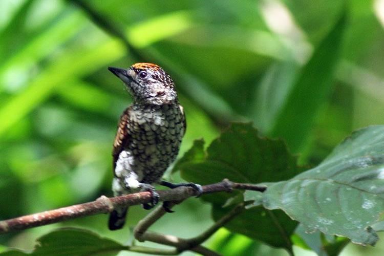 Scaled piculet Scaled Piculet Picumnus squamulatus One individual perched the