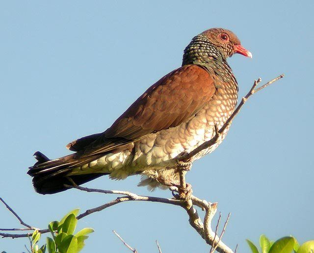 Scaled pigeon Surfbirds Online Photo Gallery Search Results