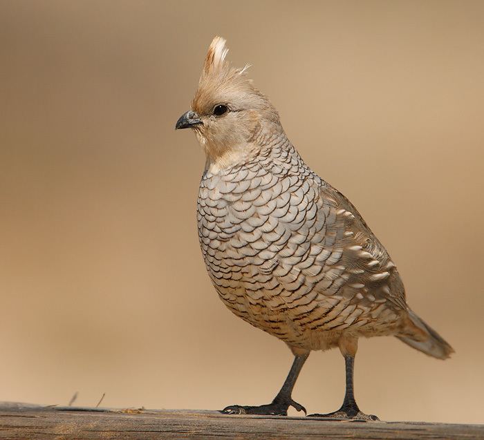 Scaled quail Quail