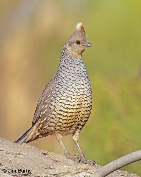 Scaled quail Scaled Quail