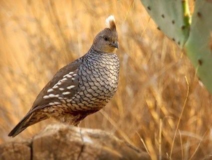 Scaled quail Scaled Quail Identification All About Birds Cornell Lab of